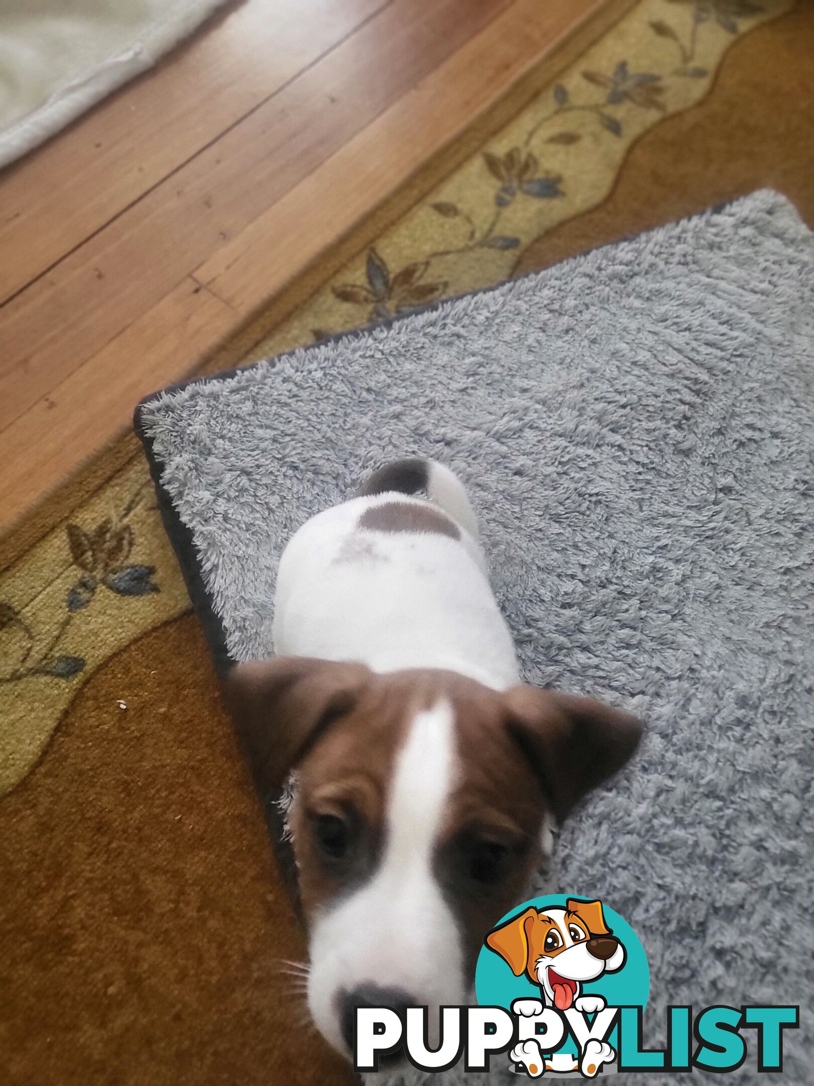 Pure-Bred Jack Russell Puppie- DNA profile verification