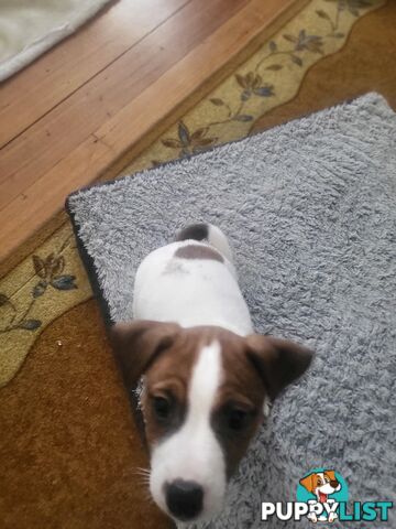 Pure-Bred Jack Russell Puppie- DNA profile verification