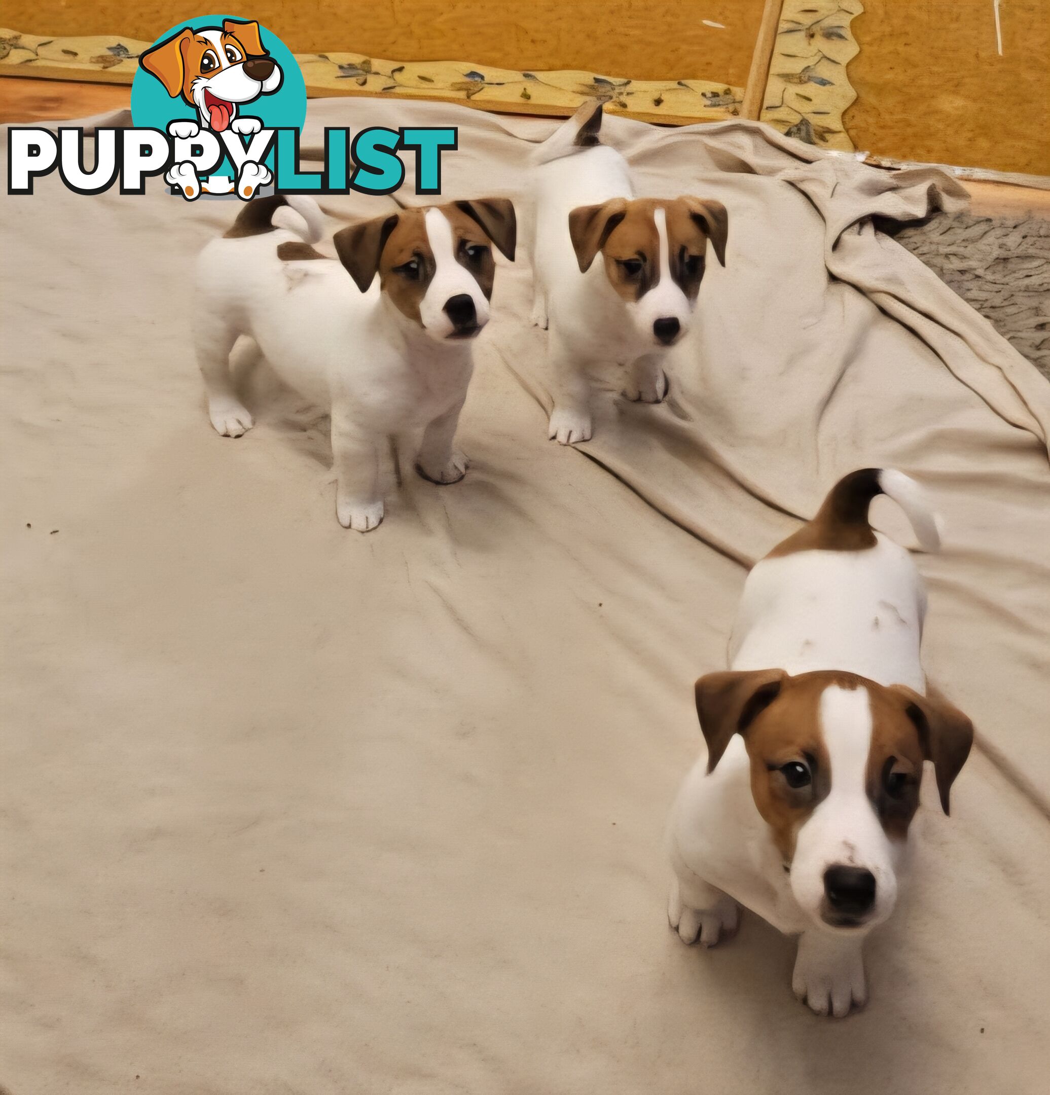 Pure-Bred Jack Russell Puppie- DNA profile verification