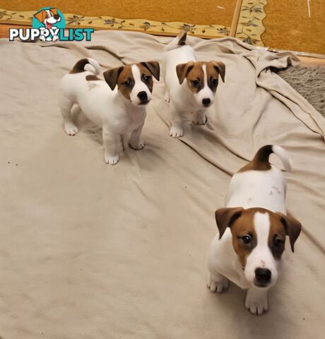 Pure-Bred Jack Russell Puppie- DNA profile verification