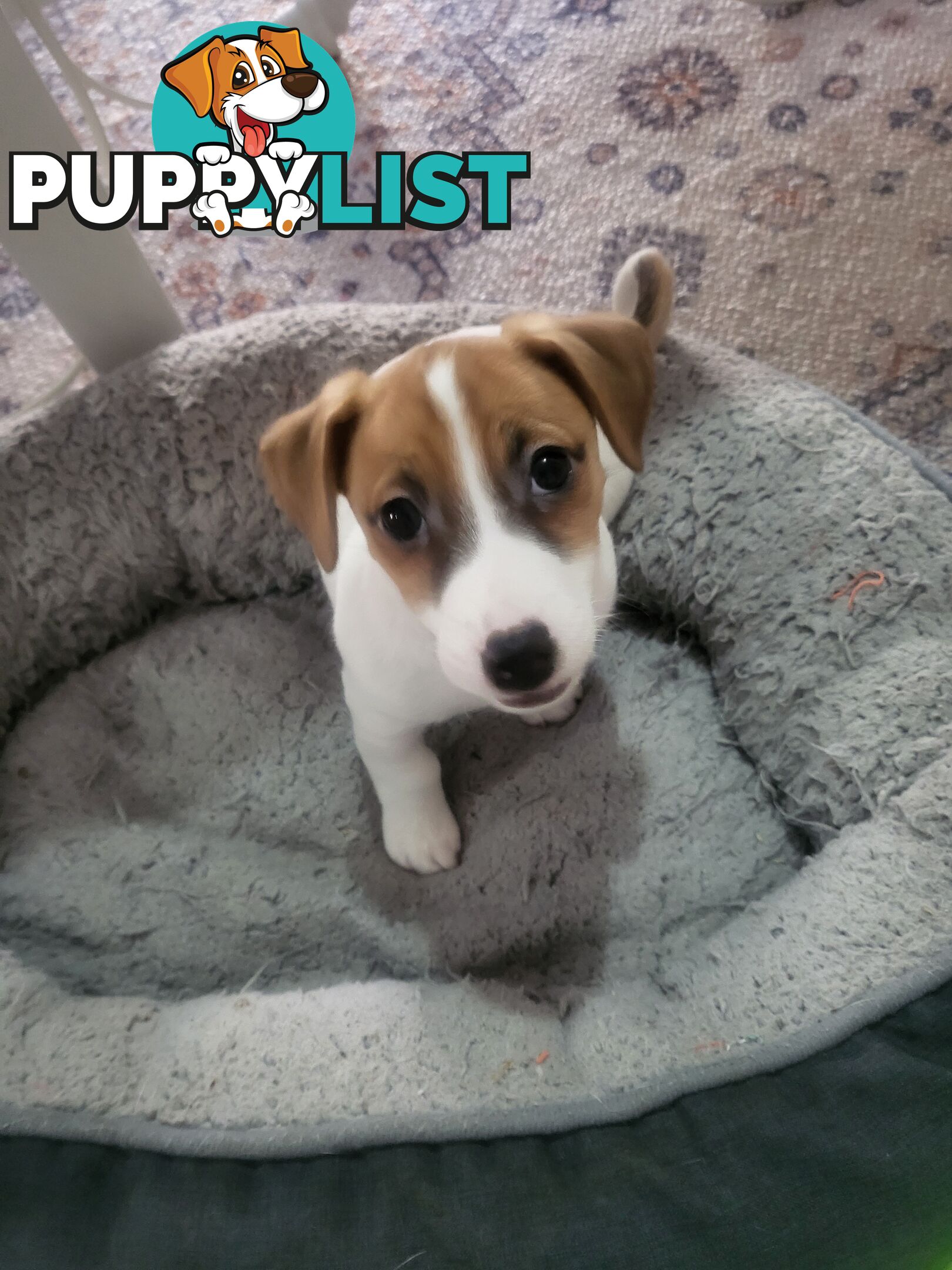 Pure-Bred Jack Russell Puppie- DNA profile verification
