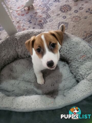 Pure-Bred Jack Russell Puppie- DNA profile verification