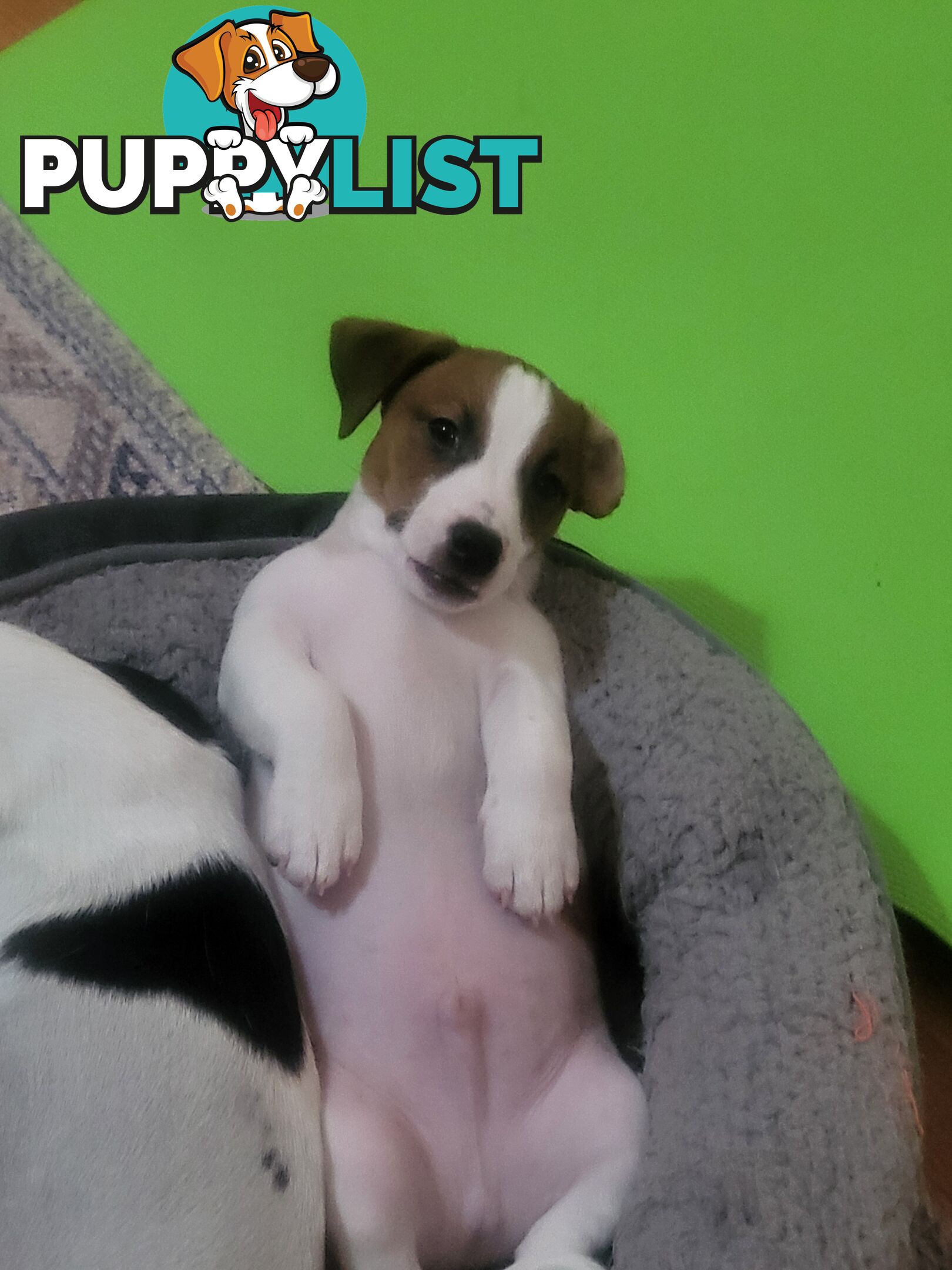 Pure-Bred Jack Russell Puppie- DNA profile verification