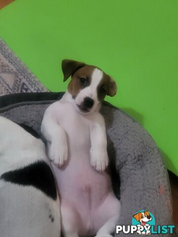 Pure-Bred Jack Russell Puppie- DNA profile verification
