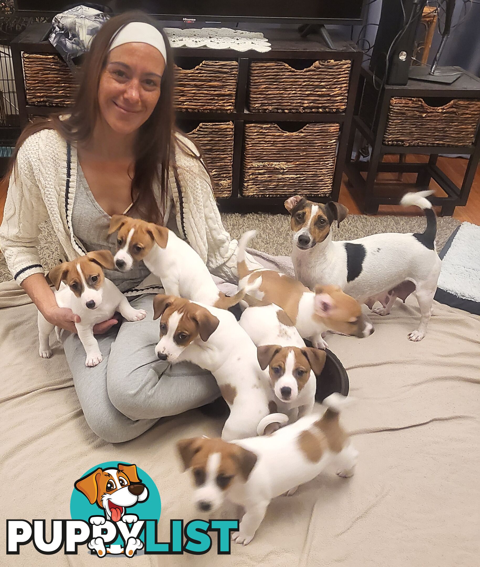 Pure-Bred Jack Russell Puppie- DNA profile verification