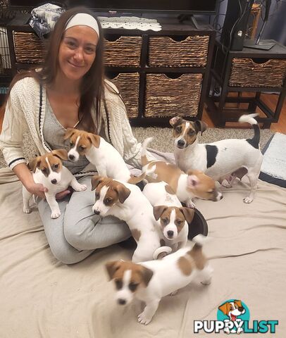 Pure-Bred Jack Russell Puppie- DNA profile verification