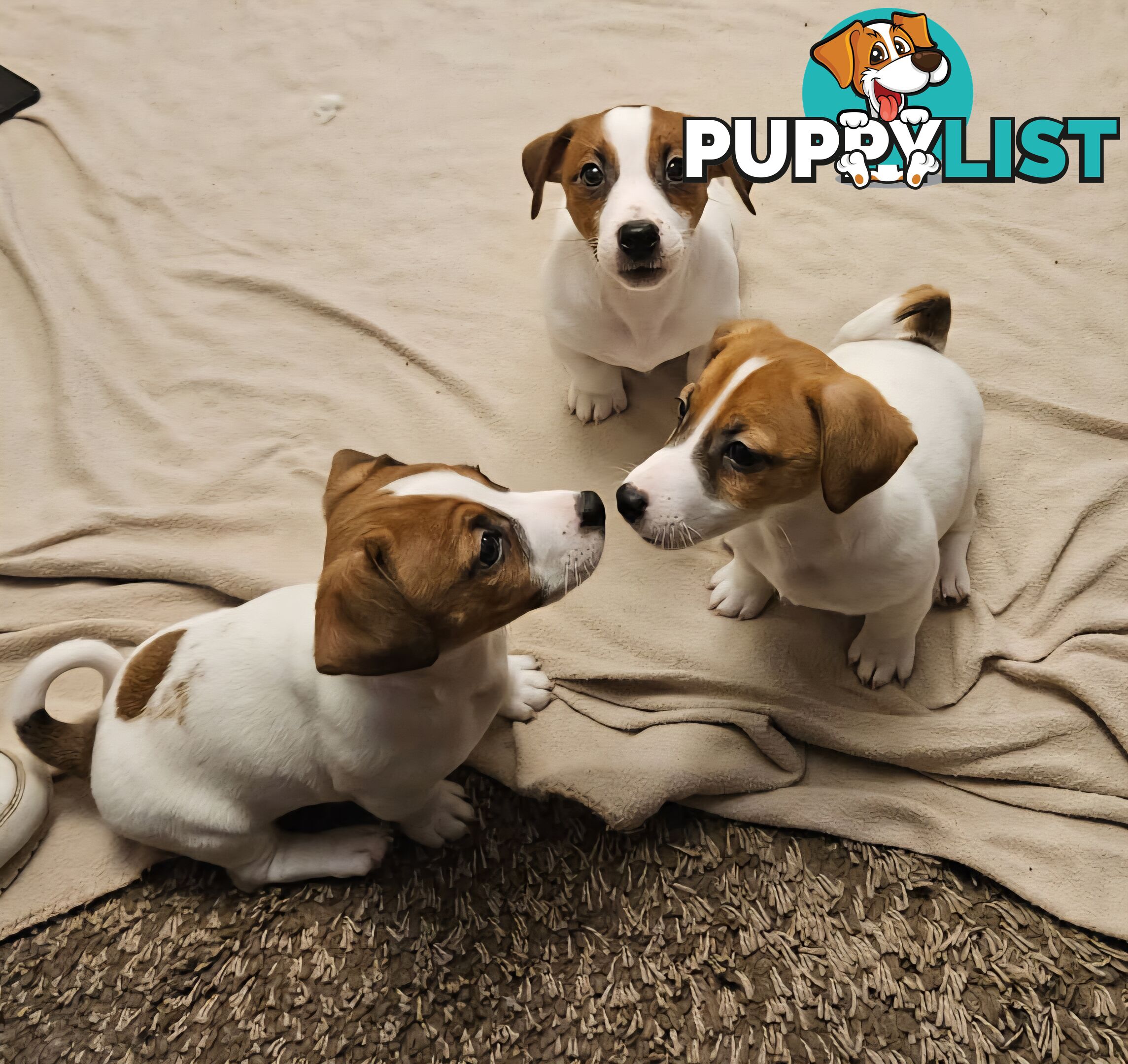 Pure-Bred Jack Russell Puppie- DNA profile verification