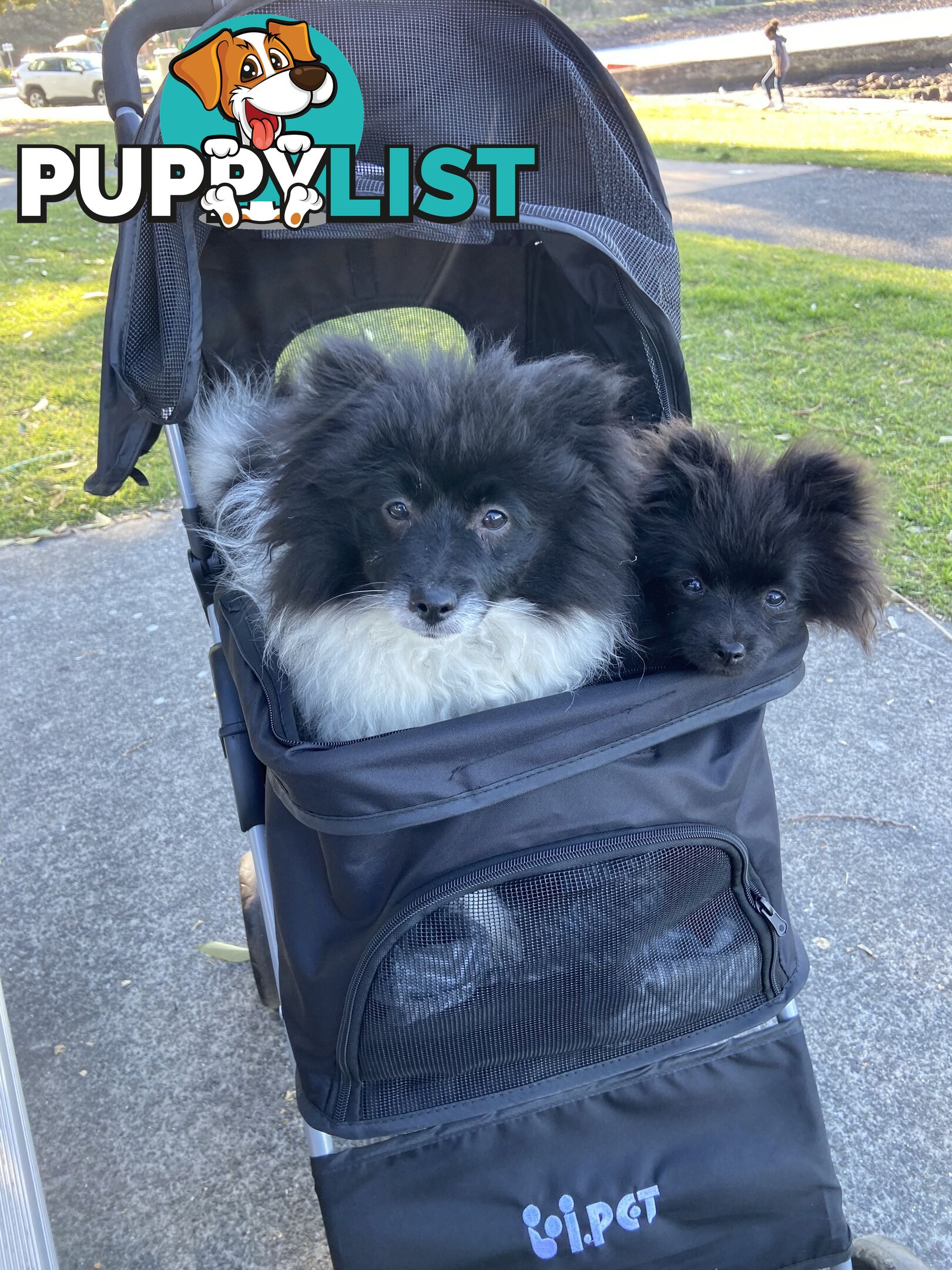 The perfect family pet. Male Pomeranian