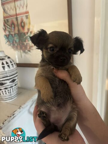 Chihuahua Puppies