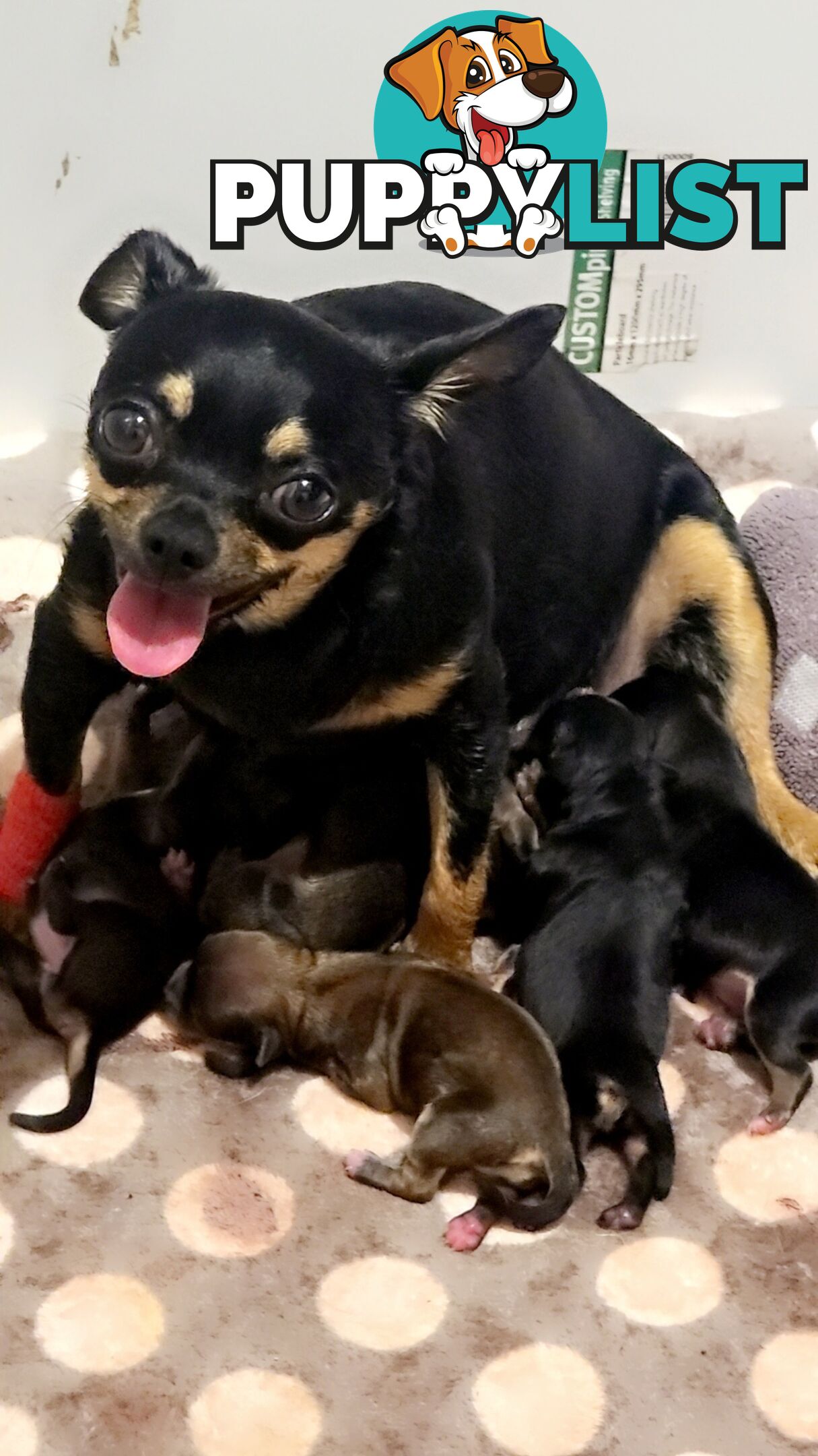 Chihuahua Puppies