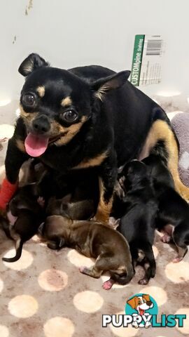 Chihuahua Puppies