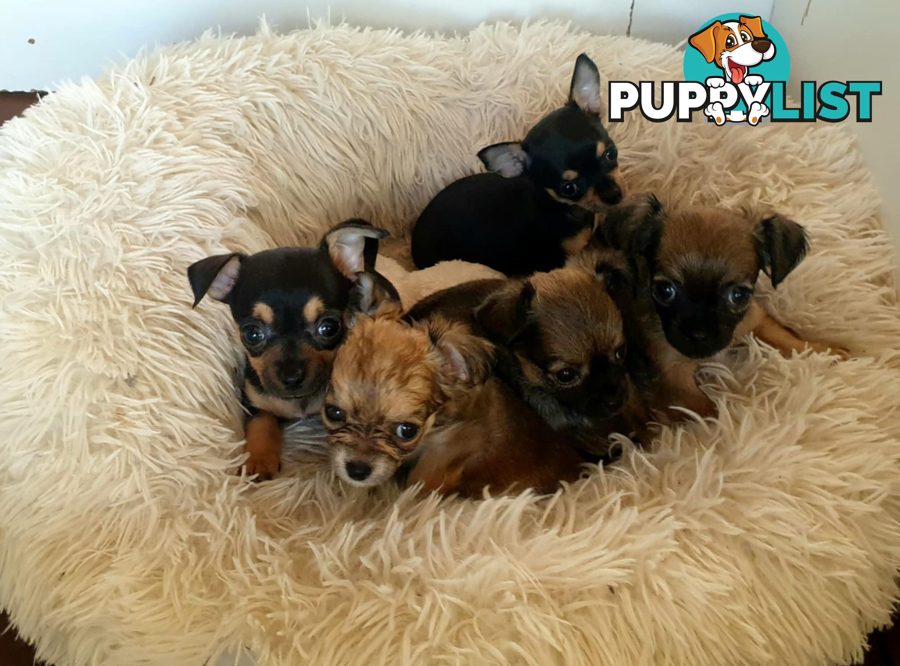 Chihuahua Puppies