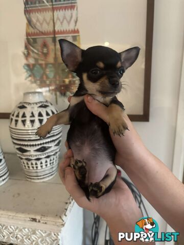 Chihuahua Puppies