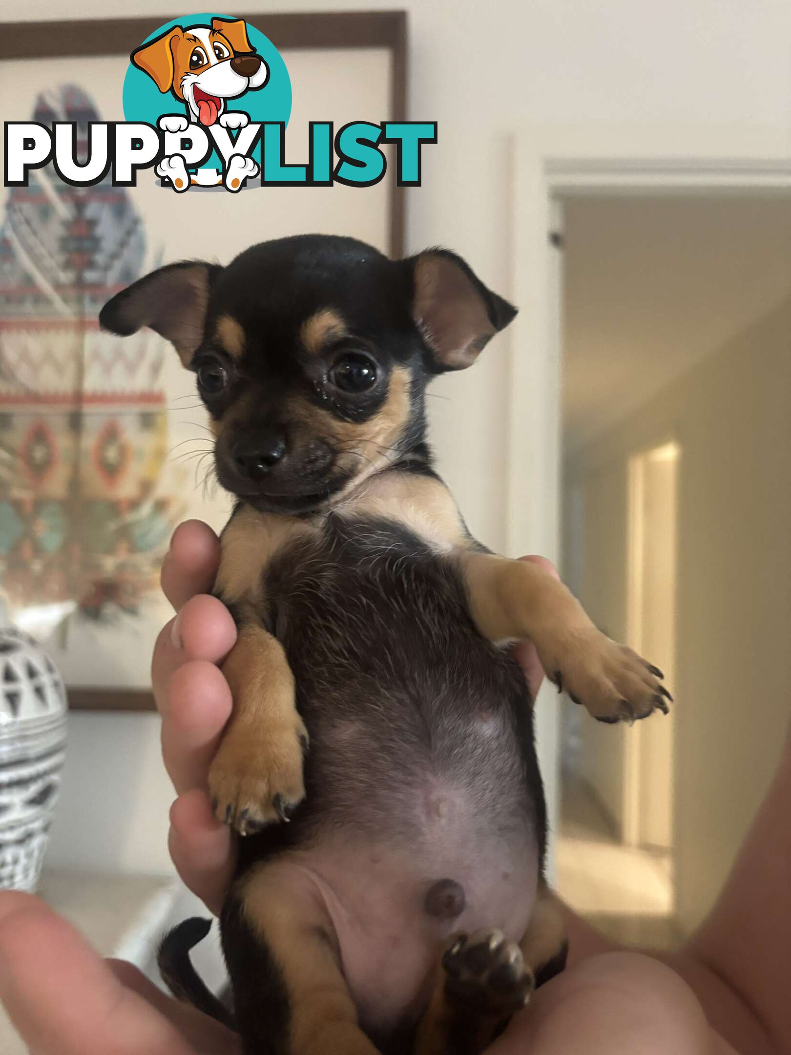 Chihuahua Puppies