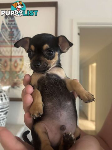 Chihuahua Puppies