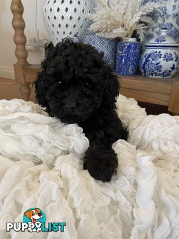 Pure DNA Toy Poodle Puppies