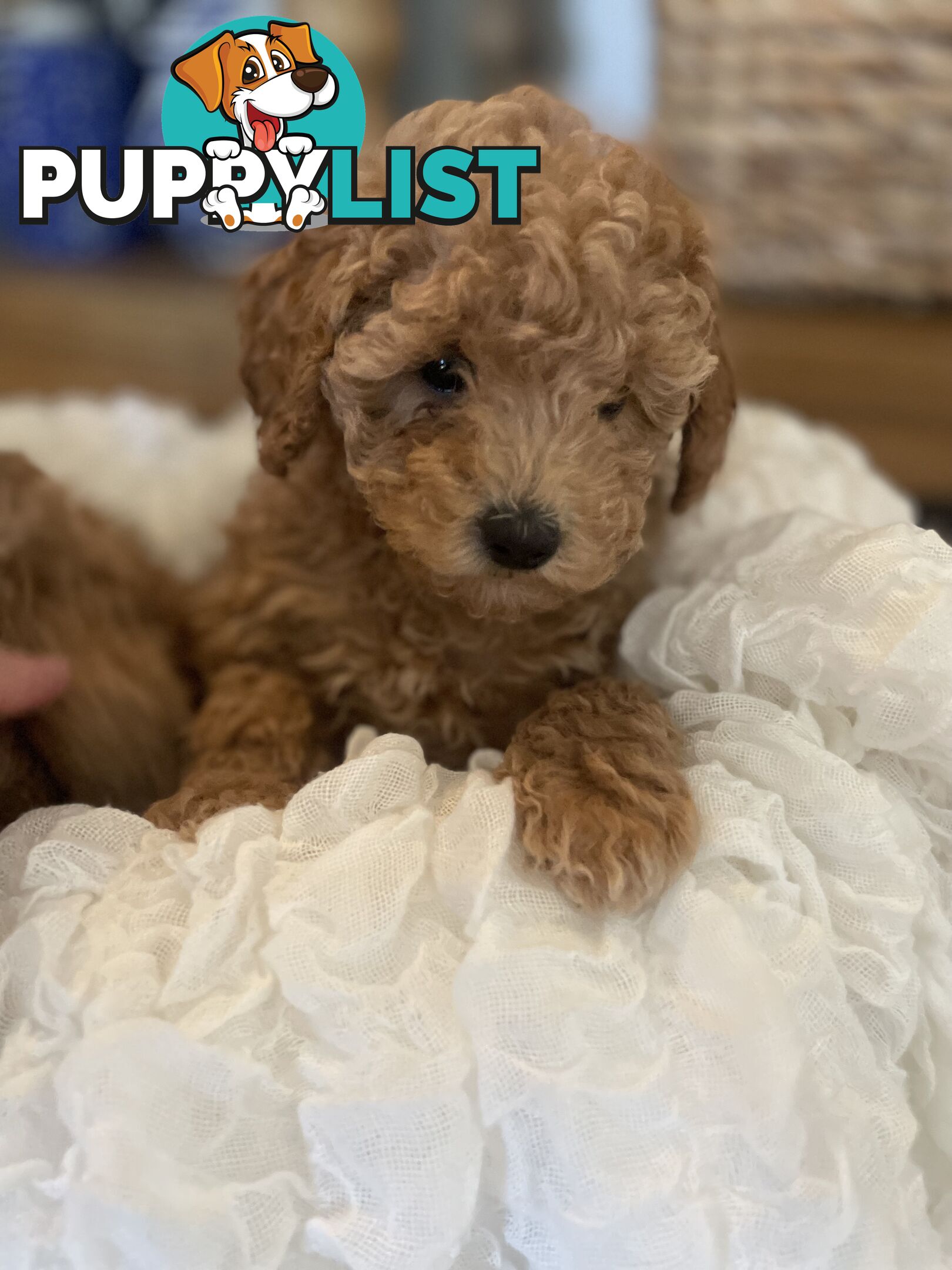 Pure DNA Toy Poodle Puppies