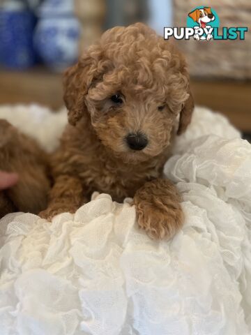 Pure DNA Toy Poodle Puppies