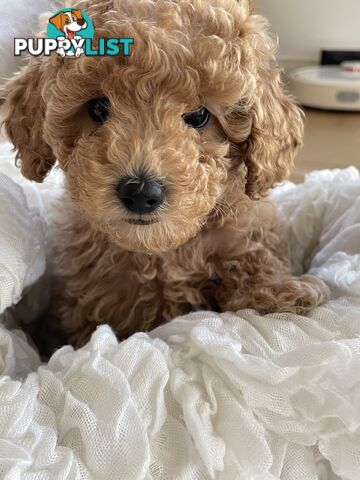 Pure DNA Toy Poodle Puppies