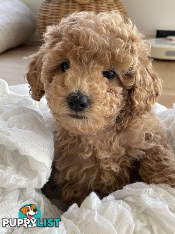 Pure DNA Toy Poodle Puppies