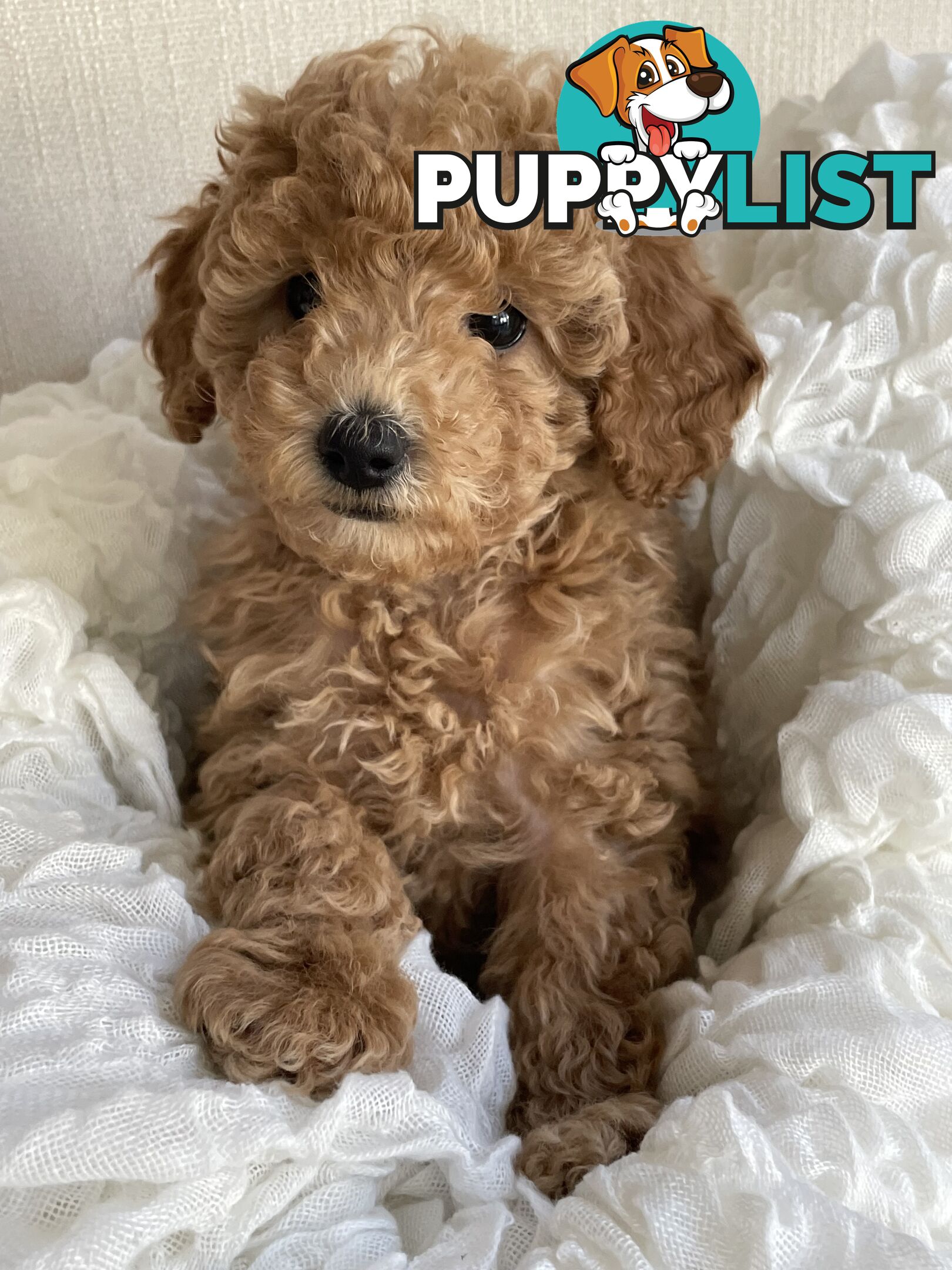 Pure DNA Toy Poodle Puppies