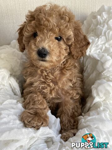 Pure DNA Toy Poodle Puppies