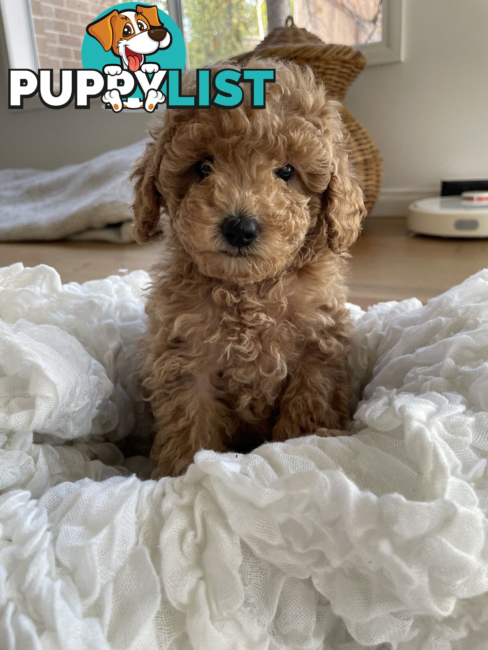 Pure DNA Toy Poodle Puppies