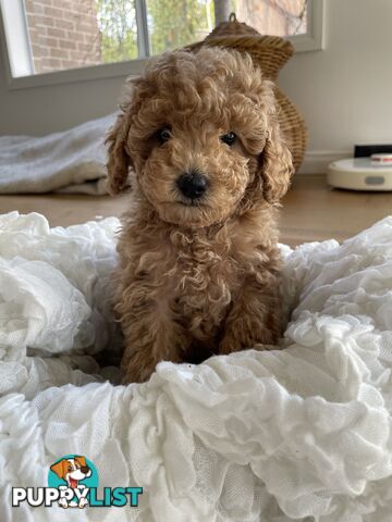 Pure DNA Toy Poodle Puppies