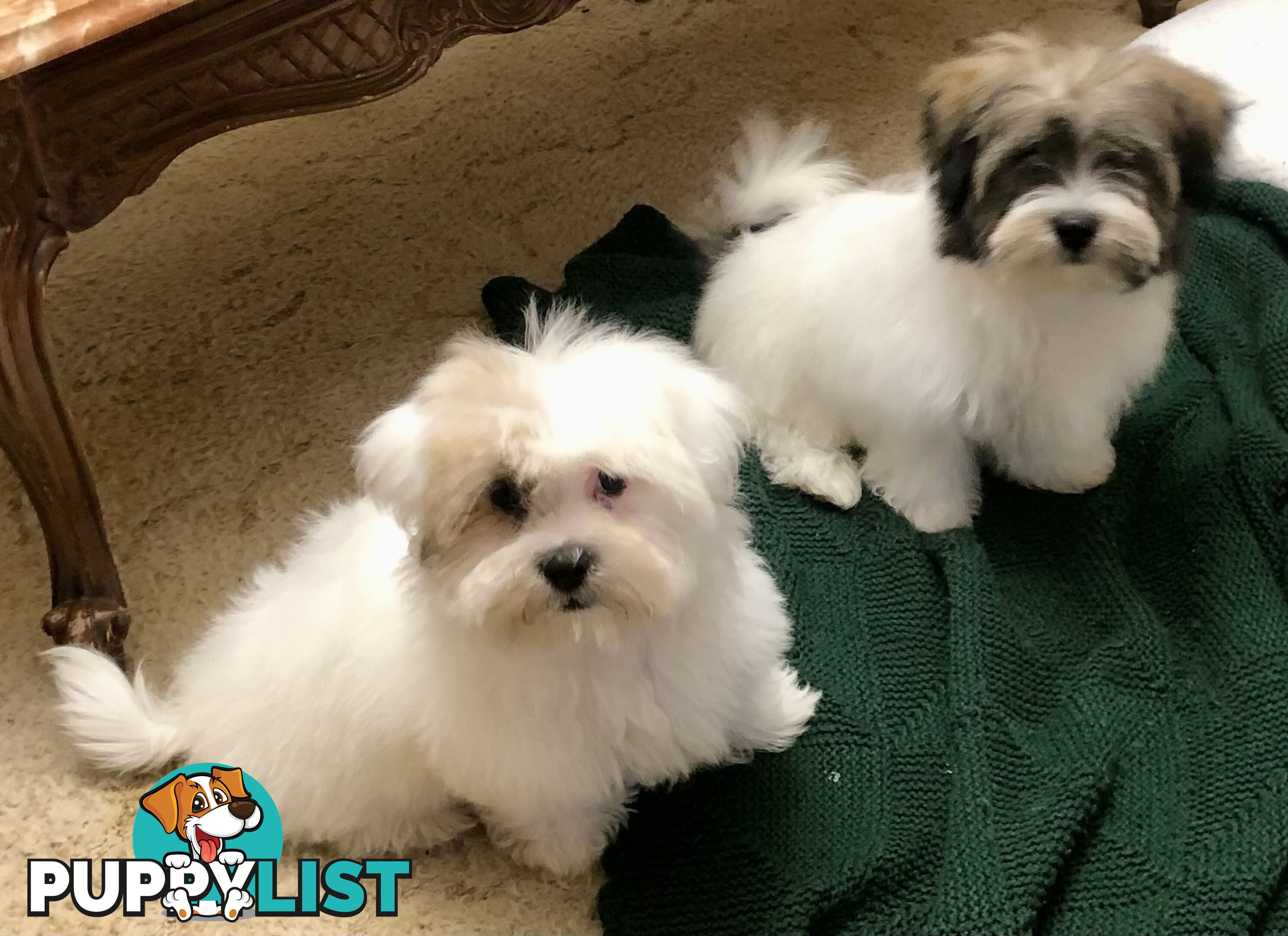 Maltese x Shih Tzu puppies