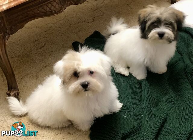 Maltese x Shih Tzu puppies