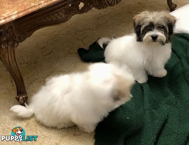Maltese x Shih Tzu puppies