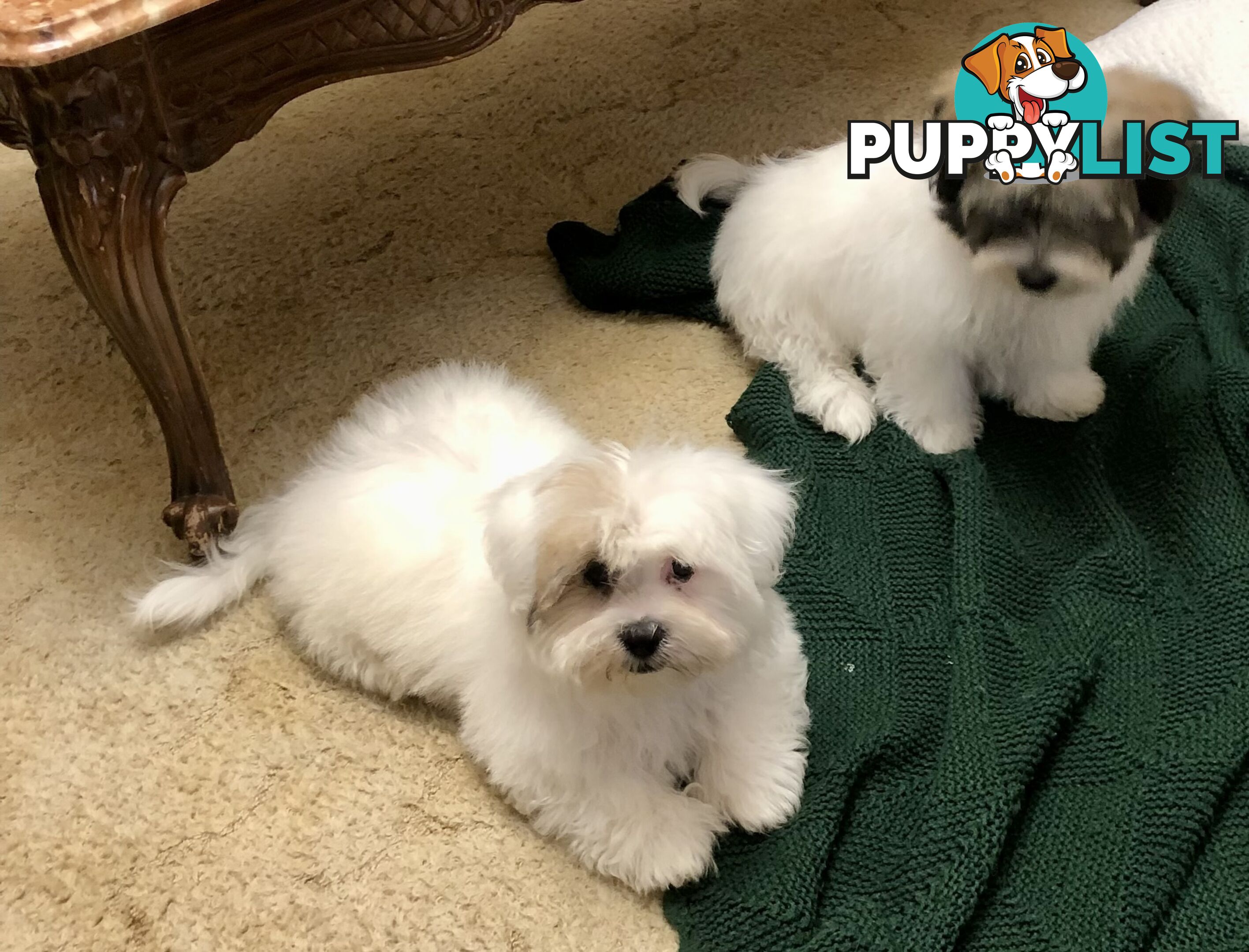 Maltese x Shih Tzu puppies