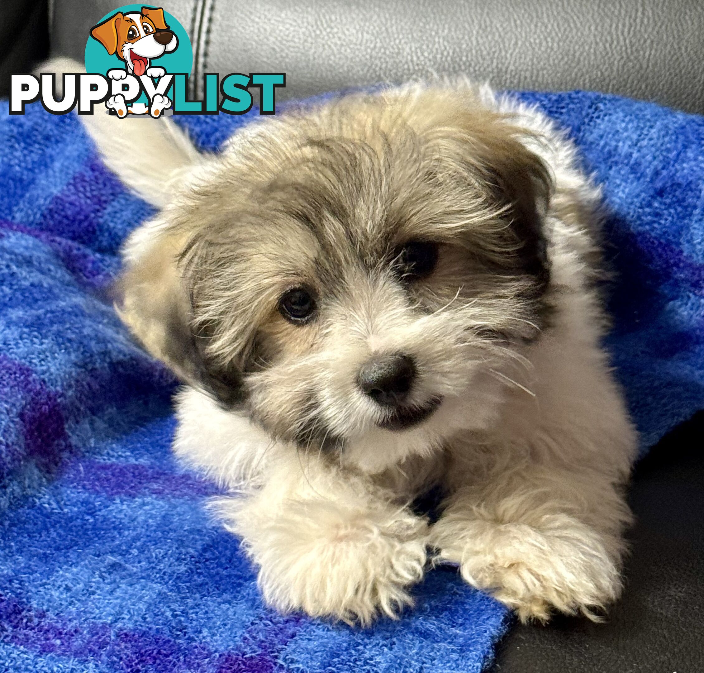 Maltese x Shih Tzu Puppy