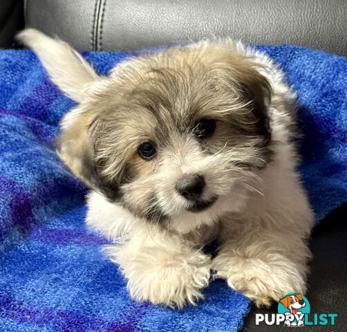 Maltese x Shih Tzu Puppy