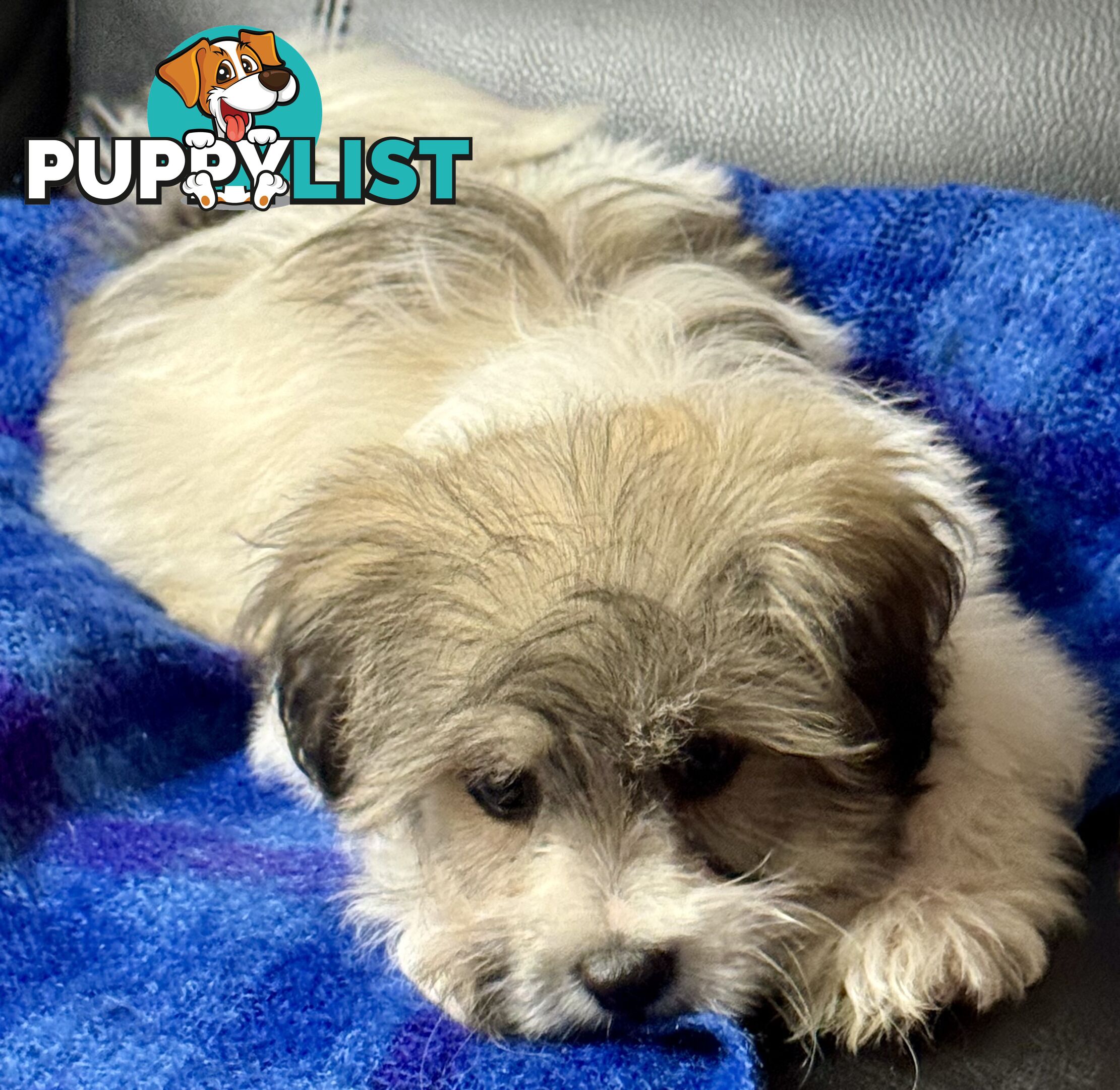 Maltese x Shih Tzu Puppy