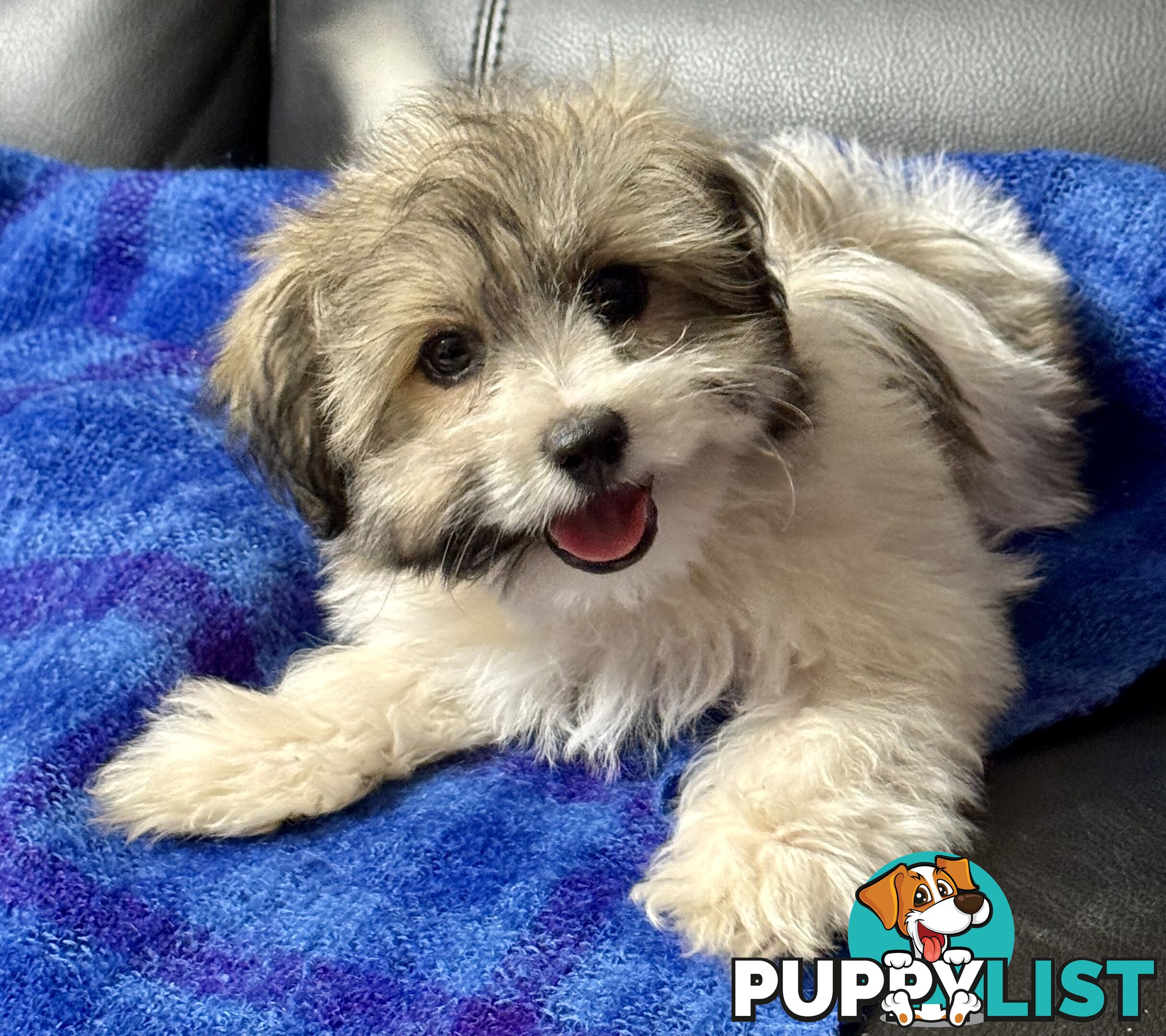 Maltese x Shih Tzu Puppy