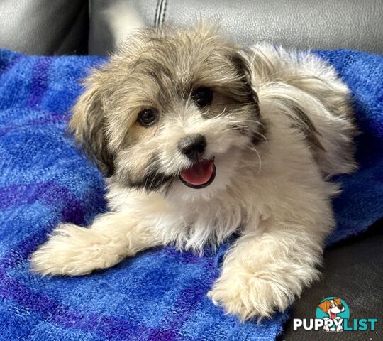 Maltese x Shih Tzu Puppy