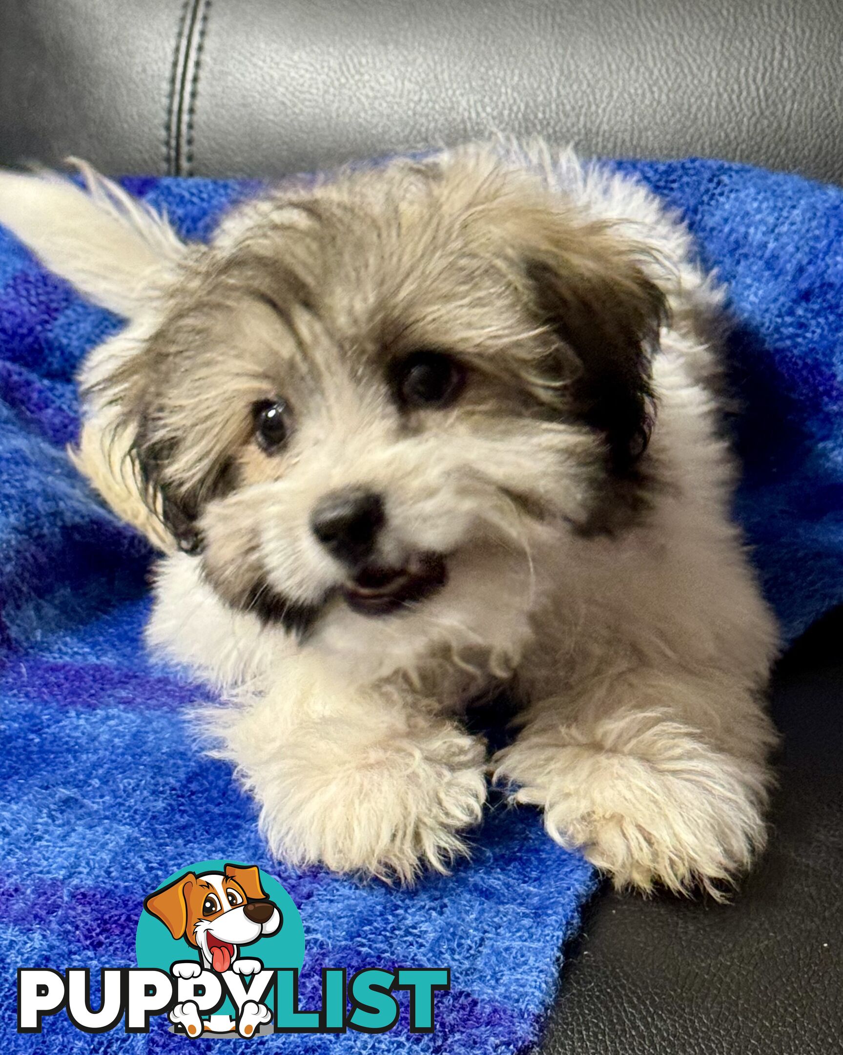 Maltese x Shih Tzu Puppy