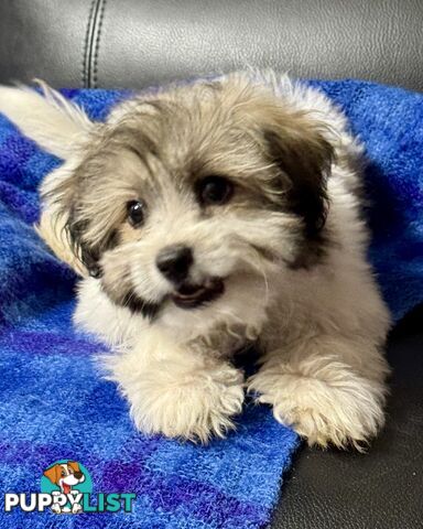 Maltese x Shih Tzu Puppy