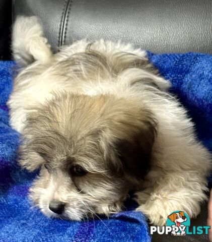 Maltese x Shih Tzu Puppy