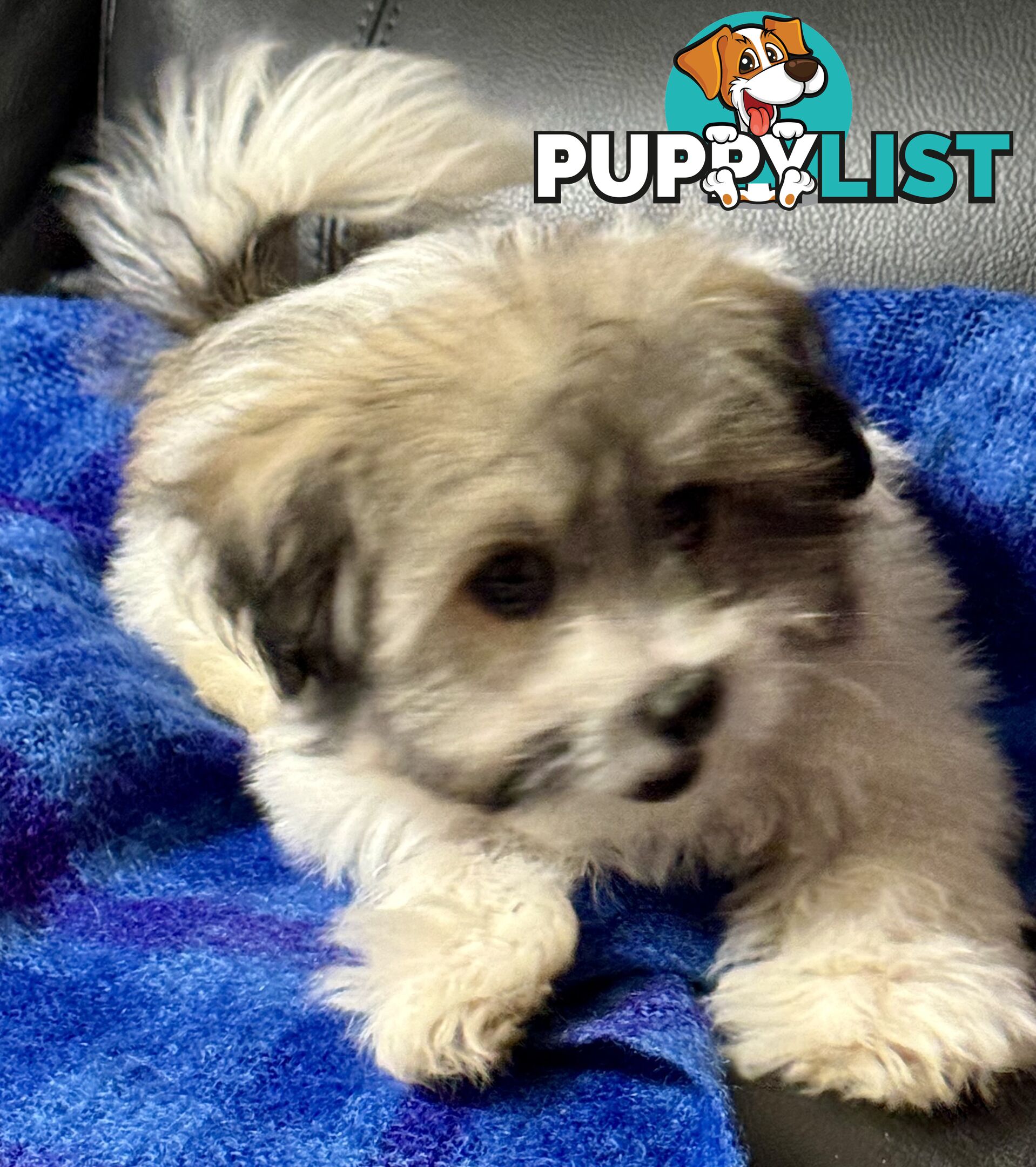 Maltese x Shih Tzu Puppy