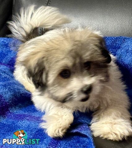 Maltese x Shih Tzu Puppy