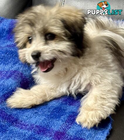 Maltese x Shih Tzu Puppy