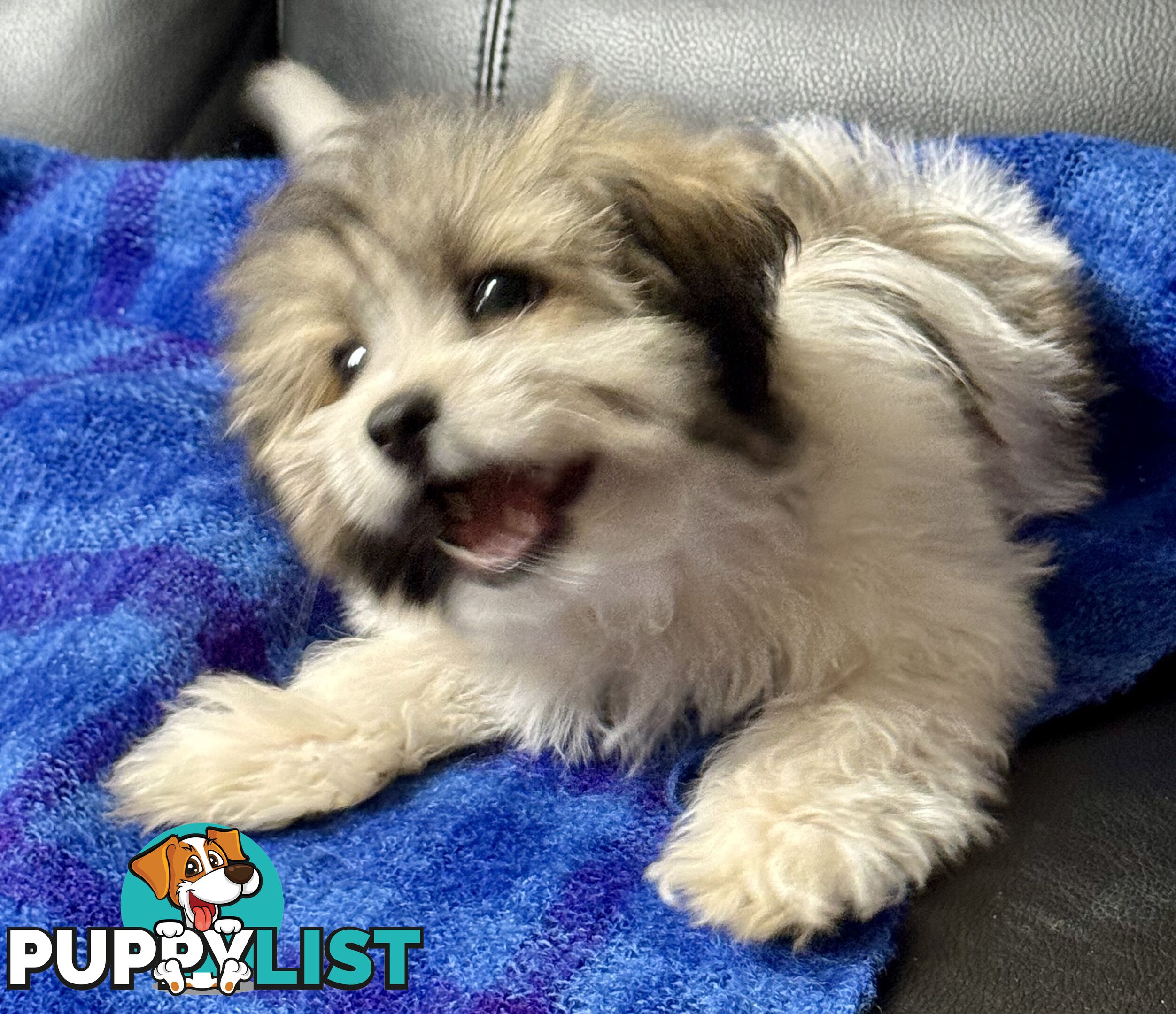 Maltese x Shih Tzu Puppy