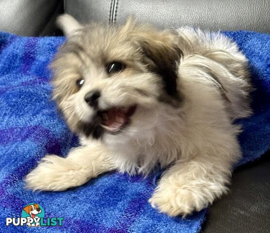 Maltese x Shih Tzu Puppy