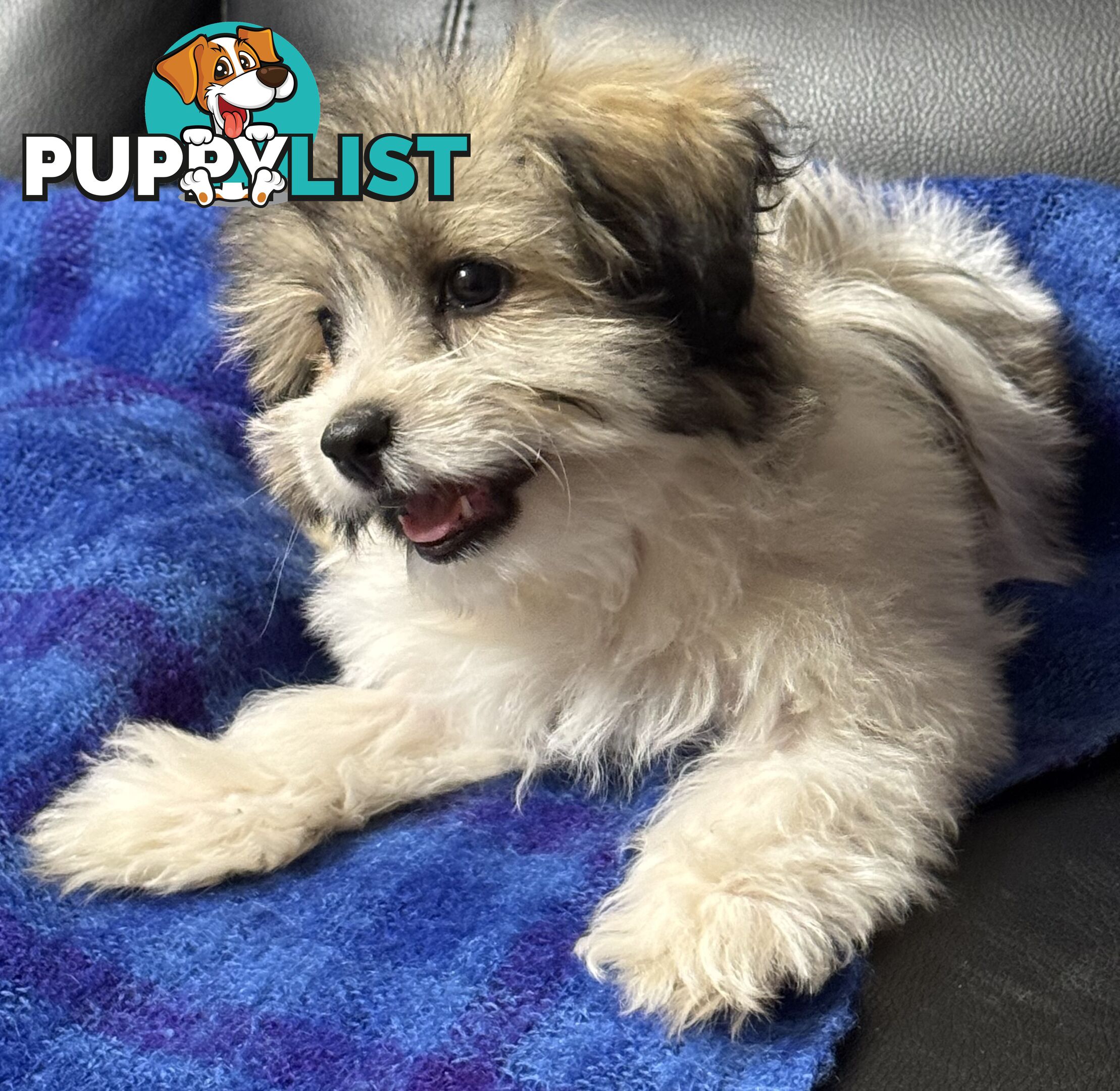 Maltese x Shih Tzu Puppy