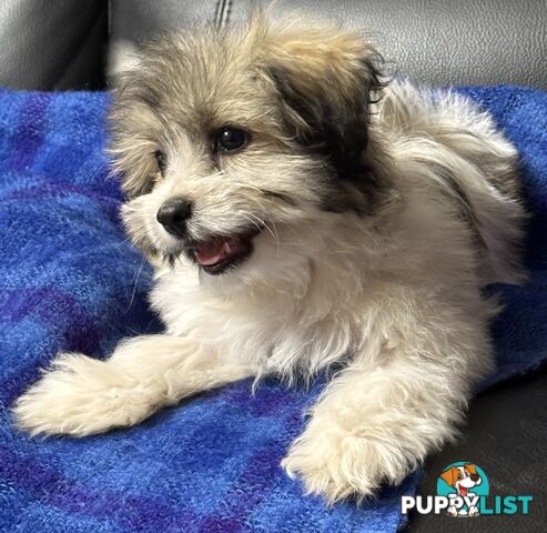 Maltese x Shih Tzu Puppy