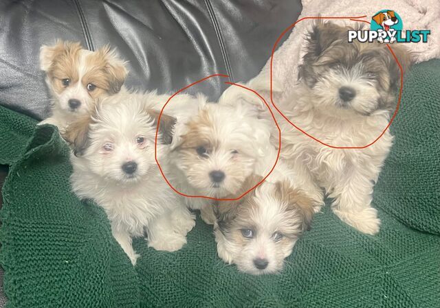 Maltese x Shih Tzu Puppies