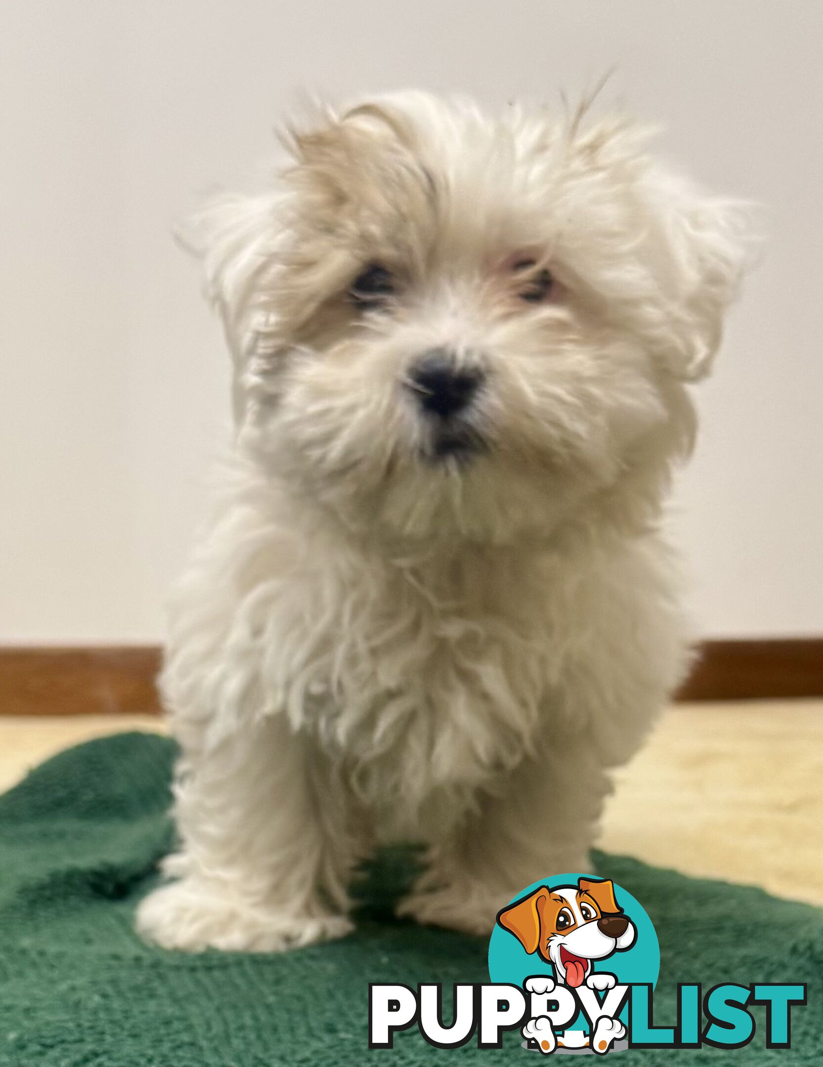 Maltese x Shih Tzu Puppies