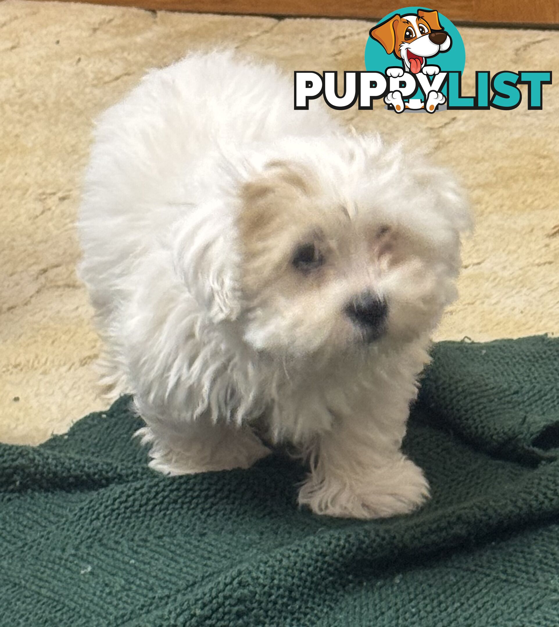 Maltese x Shih Tzu Puppies